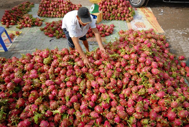 Gi&aacute; tr&aacute;i c&acirc;y cuối vụ tăng mạnh nhưng n&ocirc;ng d&acirc;n chẳng c&ograve;n h&agrave;ng để b&aacute;n.  Ảnh Ngọc Trinh.