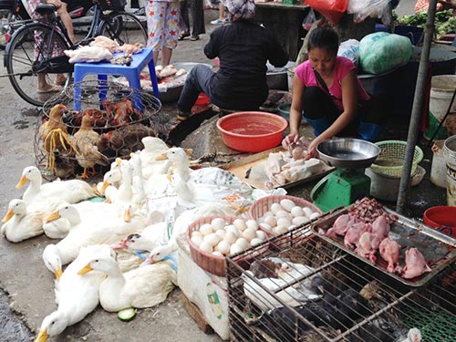 Cúm gia cầm cực độc đe dọa