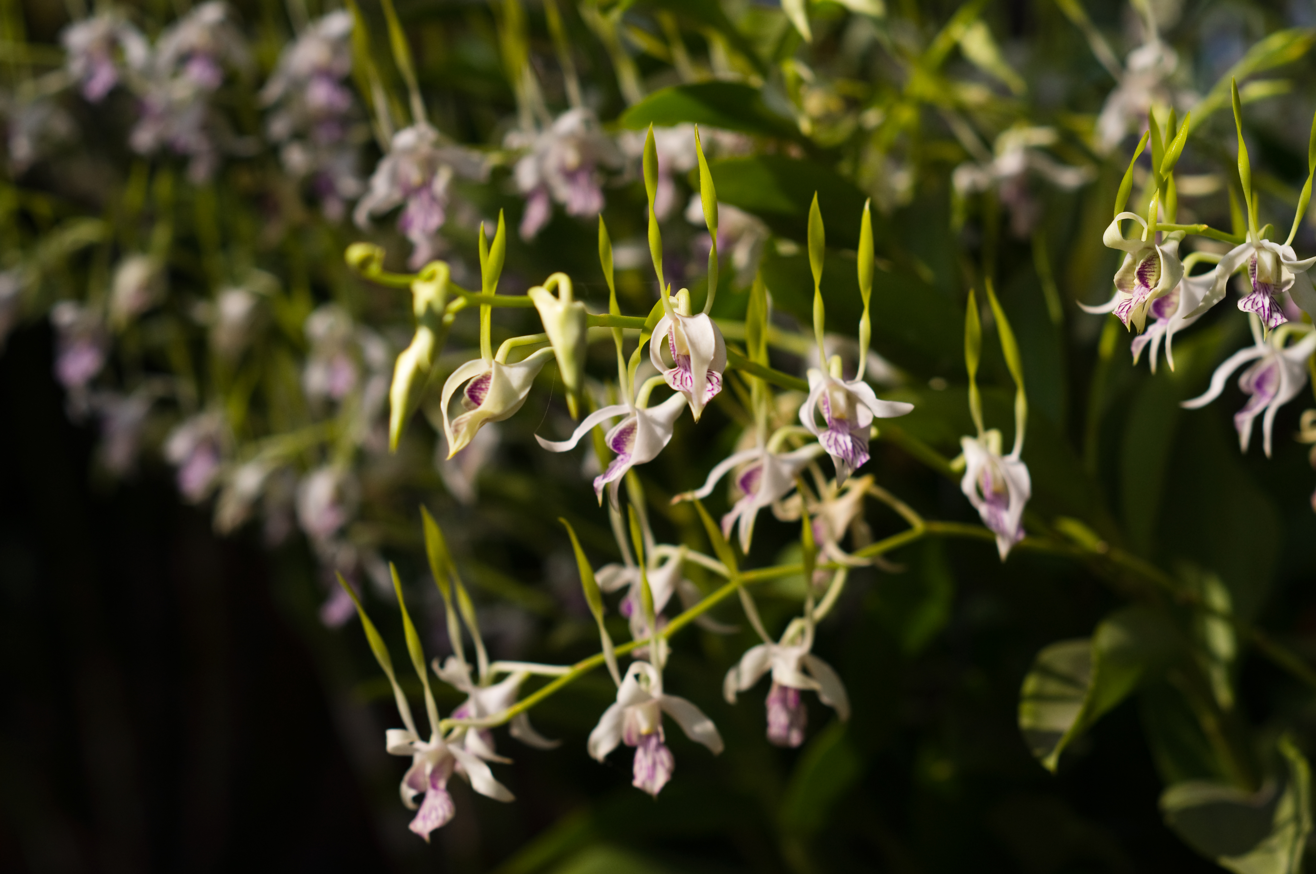 Lan Dendrobium đang nở rộ, vừa đẹp vừa có hương thơm phảng phất.