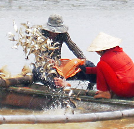 Nuôi cá… không cho ăn