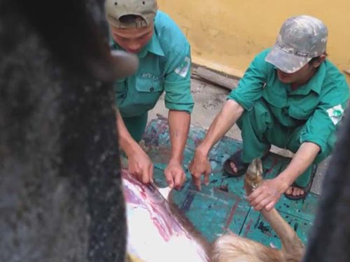 Kỷ luật 7 người vụ xẻ thịt thú trong công viên