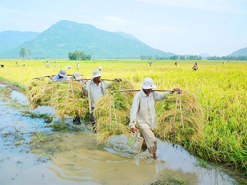 N&ocirc;ng d&acirc;n ĐBSCL hiếm khi y&ecirc;n t&acirc;m về gi&aacute; l&uacute;a gạo                 Ảnh: ĐINH THANH V&Acirc;N