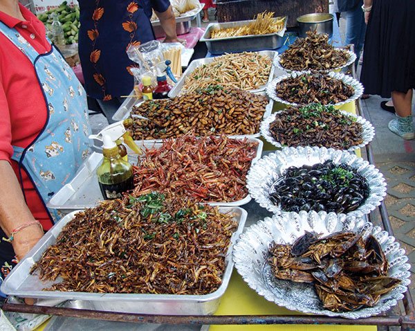 Đổi đời nhờ côn trùng