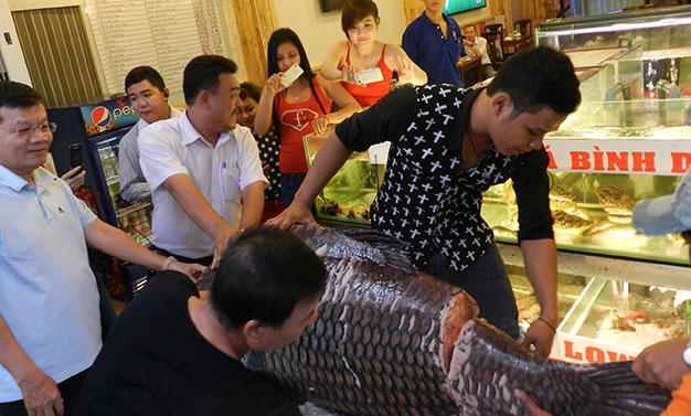 Chờ đợi được thưởng thức c&aacute; h&ocirc; - Ảnh: N.H.