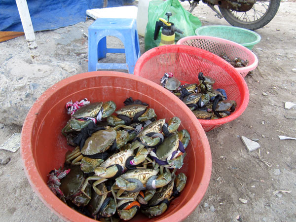 Cua ngộp bán đầy đường