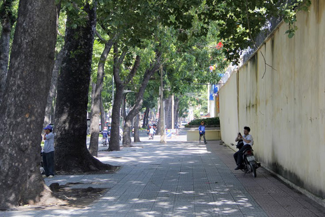 Số c&acirc;y n&agrave;y sẽ được đốn hạ trong v&ograve;ng 3 năm tới để nhường chỗ cho việc x&acirc;y cầu Thủ Thi&ecirc;m 2 với 6 l&agrave;n xe, bắt đầu tư giao lộ Nguyễn Hữu Cảnh &ndash; T&ocirc;n Đức Thắng &ndash; L&ecirc; Th&aacute;nh T&ocirc;n bắt sang Khu đ&ocirc; thị mới Thủ Thi&ecirc;m.