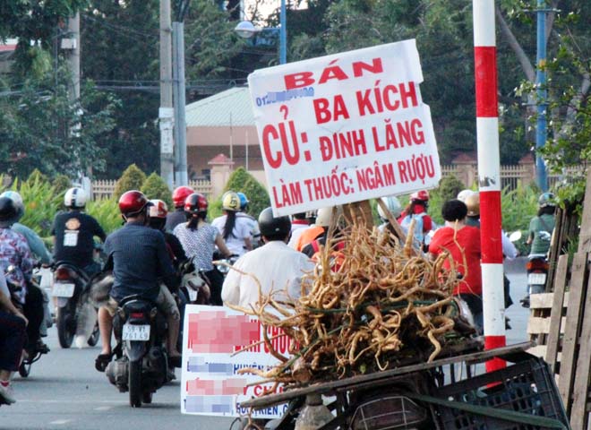 Một điểm b&aacute;n củ đinh lăng tr&ecirc;n đường Cộng H&ograve;a