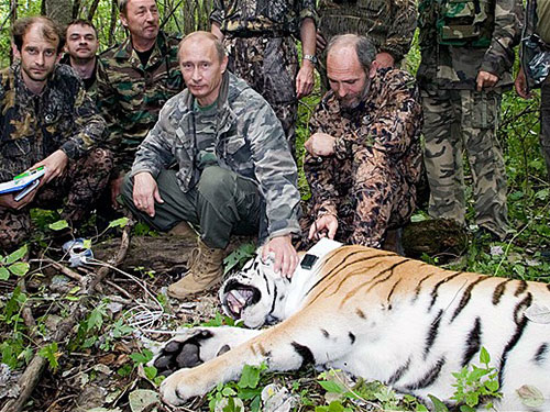 Khu bảo tồn Trung Quốc nửa mừng nửa lo vì hổ do ông Putin thả