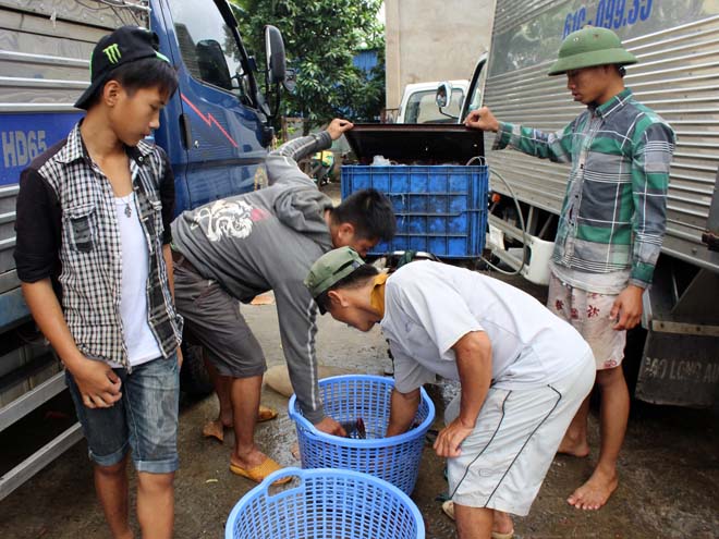 Thương lái tìm đến tận các nhà bè để thu mua cá lăng