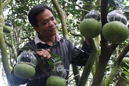N&ocirc;ng d&acirc;n v&ugrave;ng s&ocirc;ng nước Cửu Long nổi tiếng với bưởi hồ l&ocirc; giờ c&oacute; th&ecirc;m bưởi tay Phật
