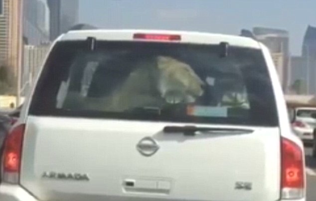 Chở sư tử đi chơi trên...xe hơi