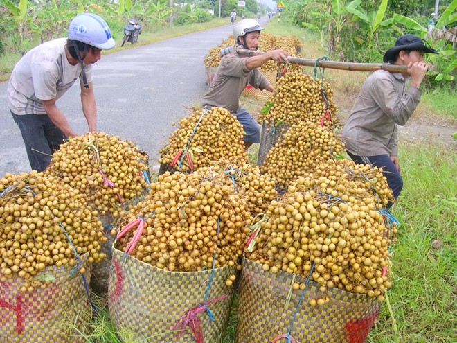 Trái cây tăng giá 3 - 4 lần, nông dân hết hàng để bán