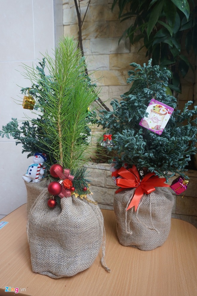 C&acirc;y Noel mini, c&oacute; m&ugrave;i thơm được chuộng trong m&ugrave;a Gi&aacute;ng sinh