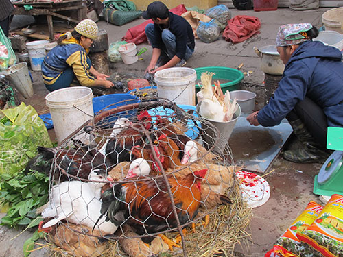 “Họ hàng nhà cúm” bủa vây