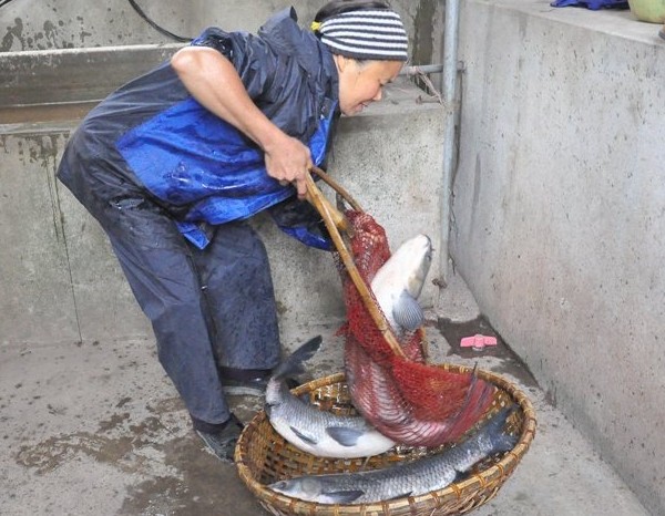 C&aacute; phải được nu&ocirc;i &iacute;t nhất 2 năm v&agrave; c&oacute; c&acirc;n nặng từ 4 kg trở l&ecirc;n.