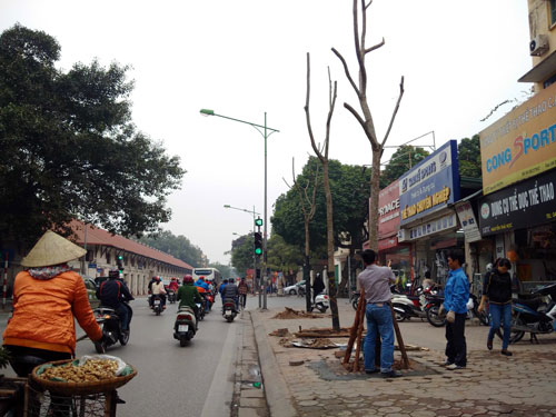 Hà Nội “trảm” hàng loạt cây xanh