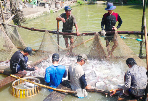 Doanh nghiệp xuất khẩu cá tra dọa đóng cửa