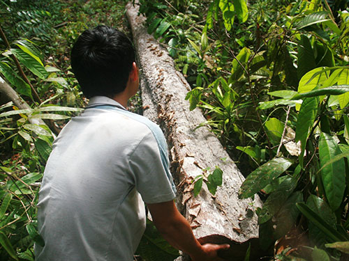 Tàn phá rừng ươi lấy hạt