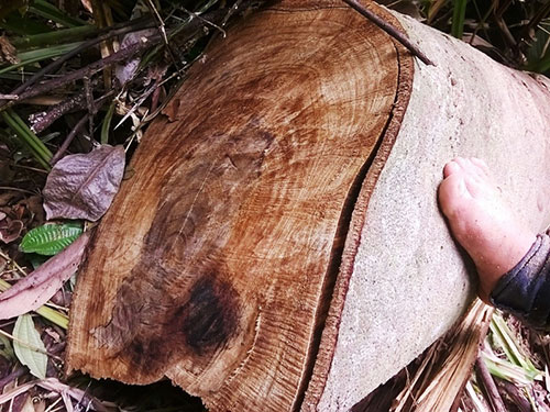 Một c&acirc;y rừng lớn bị l&acirc;m tặc đốn hạ