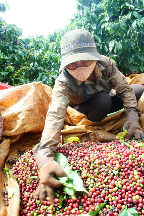 Người trồng c&agrave; ph&ecirc; tại T&acirc;y Nguy&ecirc;n chờ gi&aacute; l&ecirc;n th&ecirc;m
