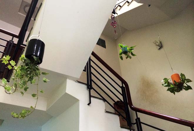 C&acirc;y &uacute;p ngược kh&ocirc;ng chỉ tiết kiệm diện t&iacute;ch m&agrave; c&ograve;n tạo mảng xanh trong nh&agrave;