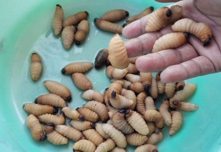 Một con đu&ocirc;ng đ&atilde; qu&aacute; gi&agrave;, th&agrave;nh con bọ c&aacute;nh cứng thế n&agrave;y