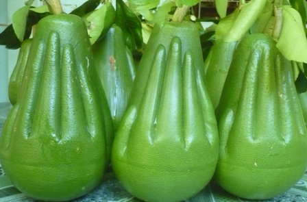 Mục sở thị cách tạo hình bưởi bàn tay Phật