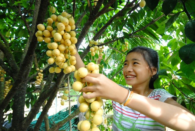 Những vườn dâu trăm triệu của nông dân miền Tây