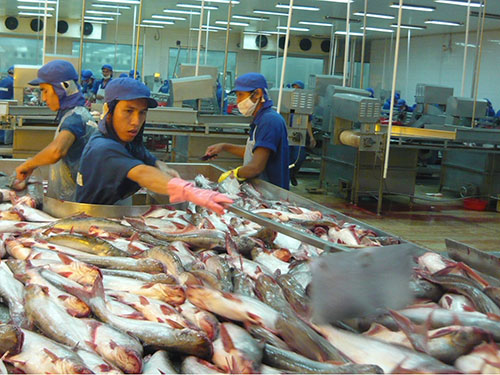 Cá da trơn kẹt đường vào Mỹ