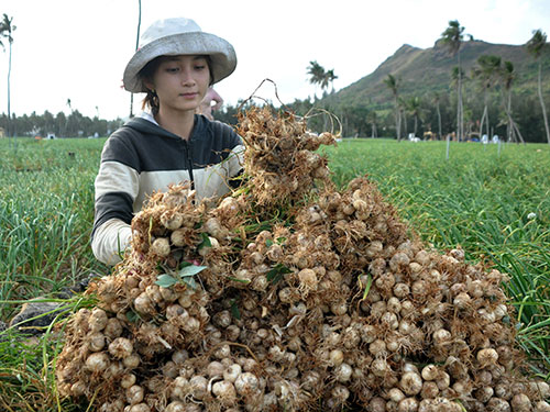 Lấn biển, mở rộng đảo Lý Sơn
