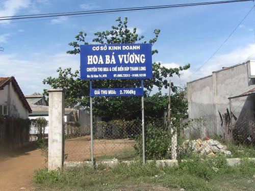 Đổ xô bán búp thanh long