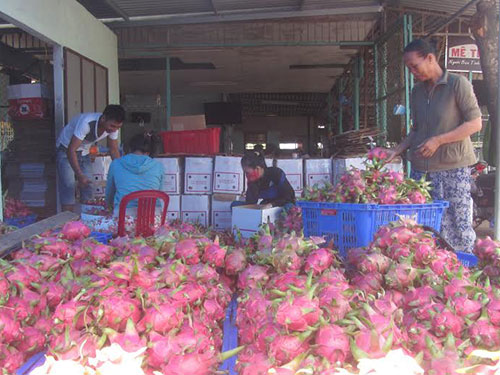 Thanh long Việt Nam đi Tây: Không dễ!