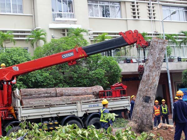 C&aacute;c nh&acirc;n vi&ecirc;n c&ocirc;ng ty c&acirc;y xanh d&ugrave;ng xe cẩu để k&eacute;o đổ c&aacute;c gốc c&acirc;y to