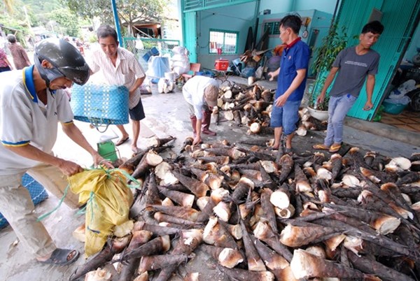 Măng được tập kết dưới ch&acirc;n n&uacute;i v&agrave; chuyển đi c&aacute;c nơi ti&ecirc;u thụ.