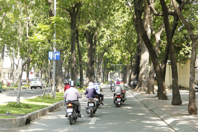 Ngo&agrave;i gi&aacute; trị như một &ldquo;l&aacute; phổi xanh&rdquo;, h&agrave;ng cổ thụ c&ograve;n gắn liền với nhiều c&ocirc;ng tr&igrave;nh cổ k&iacute;nh c&oacute; gi&aacute; trị lịch sử như nh&agrave; m&aacute;y Ba Son, Đại Chủng Viện Th&aacute;nh Giuse, Đại học S&agrave;i G&ograve;n&hellip; hay những c&ocirc;ng tr&igrave;nh hiện đại kh&aacute;c.