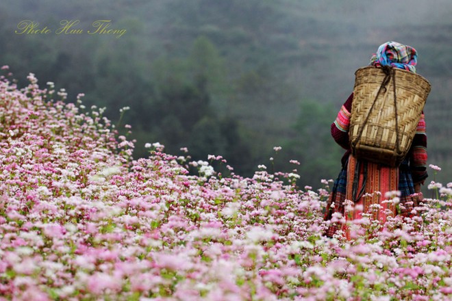 H&agrave; Giang, tam gi&aacute;c mạch, m&ugrave;a hoa