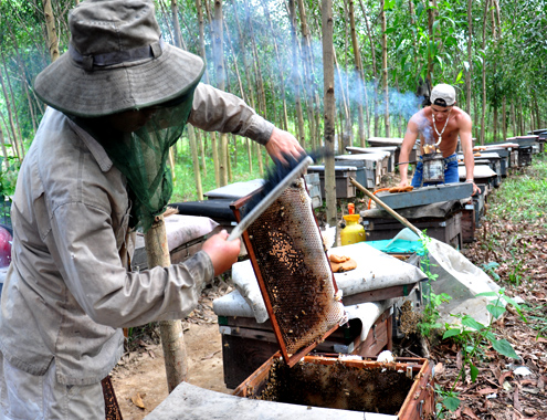 C&aacute;c c&ocirc;ng nh&acirc;n d&ugrave;ng chổi l&ocirc;ng qu&eacute;t khung cầu, giũ đ&agrave;n ong v&agrave;o tổ trước khi khai th&aacute;c mật. Anh T&acirc;m, một chủ trang trại ong di cư khoảng 1.400 đ&agrave;n từ B&igrave;nh Phước về 'săn mật' ở x&atilde; Long Sơn, huyện miền n&uacute;i Minh Long (Quảng Ng&atilde;i) cho biết, trung b&igrave;nh mỗi năm, trừ chi ph&iacute; anh thu về khoảng một  tỷ đồng nhờ xuất khẩu mật ong.
