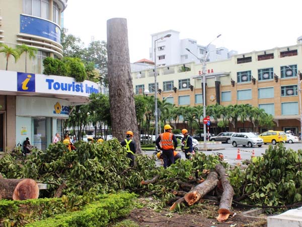 Th&acirc;n v&agrave; nh&aacute;nh c&acirc;y được chất đốn chờ xe tải đến chở đi