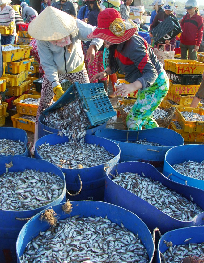 Mỗi giỏ c&aacute; d&ograve; c&oacute; gi&aacute; khoảng 30.000 đồng. Sau một đ&ecirc;m ra khơi, một thuyền nhỏ c&oacute; thể thu nhập được v&agrave;i triệu đồng.
