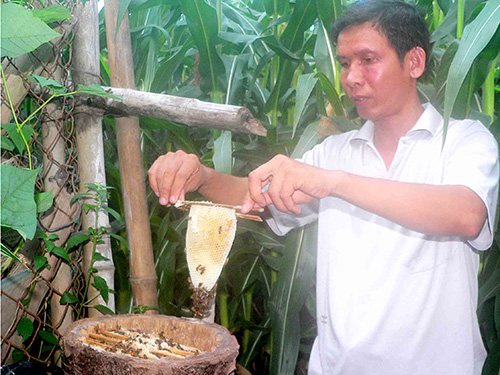 Thầy giáo mê ong mật