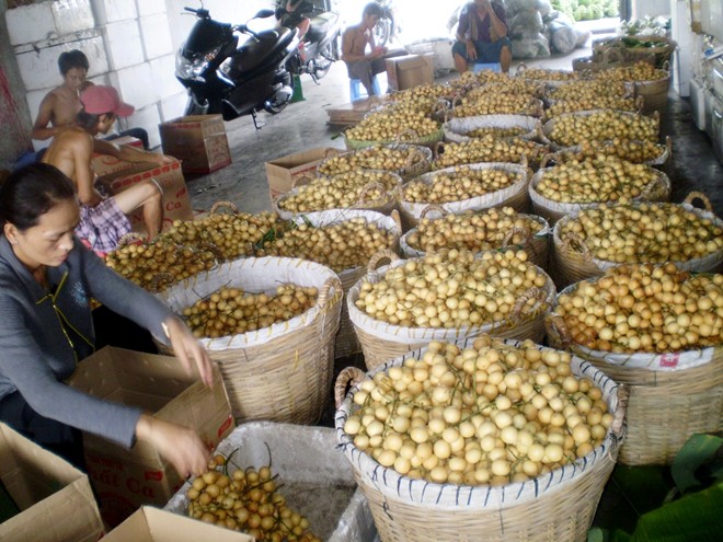 Thương l&aacute;i v&agrave;o tận nh&agrave; thu mua. Hiện gi&aacute; cao nhất l&agrave; d&acirc;u xanh, khoảng 15.000 đến 20.000 đồng/kg. Đặc điểm của d&acirc;u n&agrave;y l&agrave; khi c&oacute; mưa xuống th&igrave; tr&aacute;i bắt đầu ngọt dần cho đến l&uacute;c cuối m&ugrave;a.