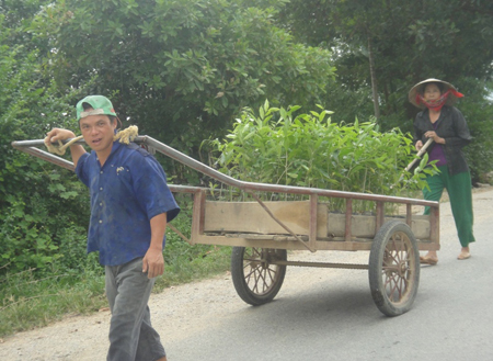 V&igrave; lợi nhuận cao, kh&ocirc;ng tốn c&ocirc;ng chăm s&oacute;c n&ecirc;n người d&acirc;n Ph&uacute;c Trạch đang đẩy mạnh trồng gi&oacute; trầm