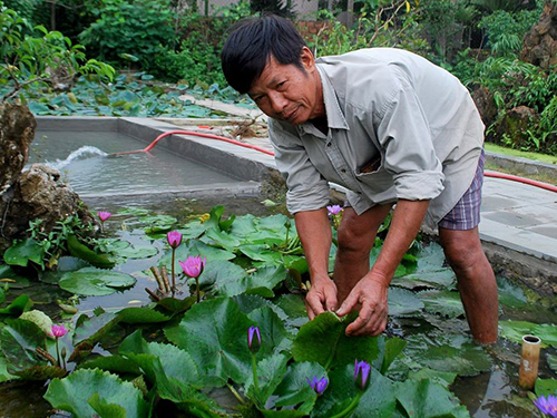 Làm giàu từ hoa súng