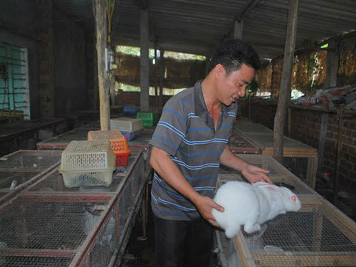 Kỹ sư... nuôi thỏ