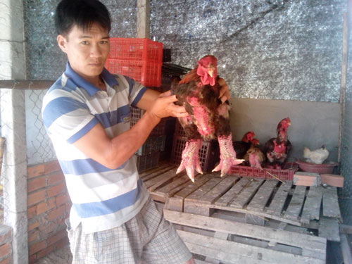 Anh Trần Văn Toản và những con gà Đông Tảo trưởng thành