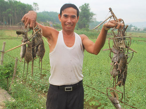 Vua diệt chuột