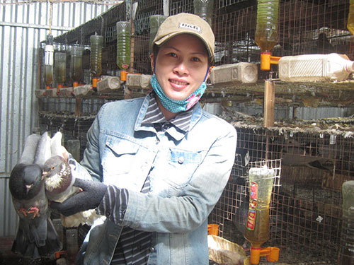 Khấm khá nhờ bồ câu