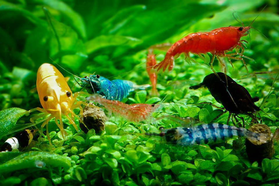 Tép cảnh bạc triệu thu hút người chơi