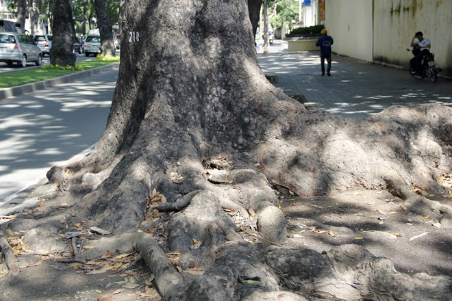 Những c&acirc;y cổ thụ tuổi đời h&agrave;ng trăm năm, t&aacute;n rộng, đường k&iacute;nh lớn gần 2m, cao hơn 10m, rễ mọc lan rộng ra vỉa h&egrave; ở đường T&ocirc;n Đức Thắng.
