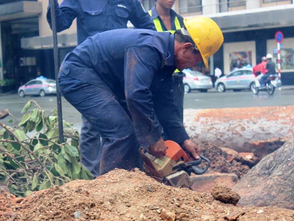 C&ocirc;ng nh&acirc;n d&ugrave;ng cưa để cưa đứt những c&aacute;i rễ lớn cắm s&acirc;u dưới đất